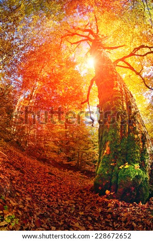 Autumn in the forest and Transcarpathia Prikarpattya osen- alpine comes with glowing colors of the leaves, the rays of the sun at sunrise and sunset, beautiful silhouette trunks