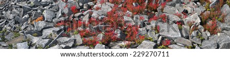 Alpine heathlands after summer bright colors light up glow red and orange leaves of gray stone, covered lichen- very picturesque, causes joy The berries are very tasty and useful, and simply beautiful