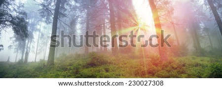 Alpine autumn panorama, scenic sunrise in the beautiful Carpathian forest after rain shining colors and the freshness and coolness of the morning - will clear the new day and good weather after  storm