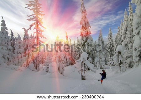 Snow in the beautiful wild fir forest covers the land Christmas, deep cover in the Alps or the Carpathians, hampering tourism, camping, travel, causing avalanches and windbreaks