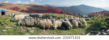 On pastures near the beautiful mountain peaks live in huts Hutsul shepherds Ukraine herding sheep in summer. Sometimes they remain until the fall, do not come until the cold