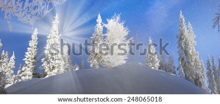 Ukrainian Carpathians snowy forest in the afternoon, and at sunrise and sunset is beautiful and attractive. Slender fir and lush beech shackled by frost and rime, the sun\'s rays create beauty