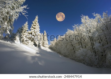 Ukrainian Carpathians snowy forest in the afternoon, and at sunrise and sunset is beautiful and attractive. Slender fir and lush beech shackled by frost and rime, the sun\'s rays create beauty