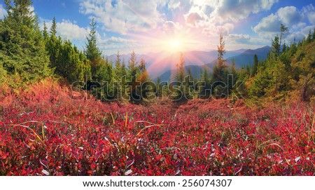 autumn morning frost - leaves blueberries and lingonberries in alpine heaths are painted in orange and purple golden hue at sunset and sunrise background wild mountain ranges  Carpathians Ukraine