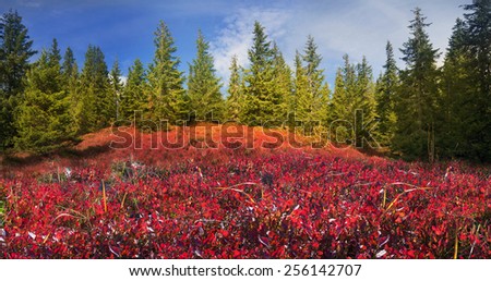 autumn, after the morning frost - leaves blueberries and lingonberries in alpine heaths are painted in orange and purple golden hue at sunset and sunrise, wild mountain ranges  the Carpathians Ukraine
