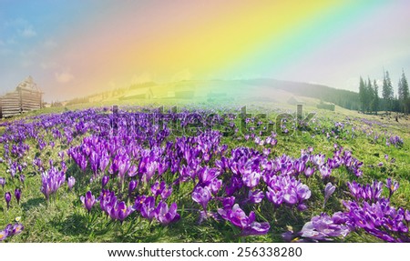 Spring, in March, April, May and mountainous areas in the Carpathians, Tatras and the Alps are covered by a carpet of beautiful flowers,  crocuses. Delicate stalk and bell that stretches to the sun.