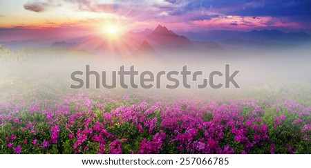 background of mountains and river valleys in the spring grow beautiful wild tsvety- daffodils. They are especially beautiful and fragrant utrom- when sunrise with fog and the gentle rays or night