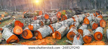 Fresh sawn trunks of alder in the spring in the Ukrainian Carpathians for heating or smoked meat .. Fresh cut logs scenic beautiful colored bright orange or red, amid alder bushes by the river.