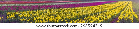 Tulips - spring flowers, very beautiful colors and a variety of shapes, decorated with landscapes of the world and the delight of many fans view garden, buyout put them in the form of patterns