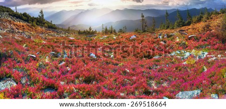autumn morning frosts - leaves of  lingonberry in alpine heaths are painted in orange and purple golden hue  sunset and sunrise beautiful carpet on the wild mountain ranges of the Carpathians Ukraine