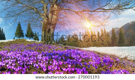 Saffron Geyfelya- first spring flowers that bloom right after melting of snow and ice in alpine fields Carpathians and the Tatra Mountains on the background of old beech and spruce forests of Ukraine.