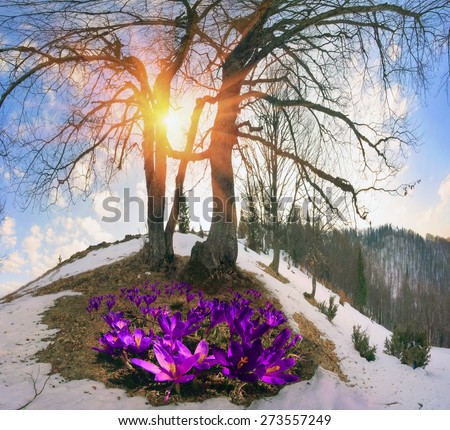 Saffron Geyfelya- first spring flowers that bloom right after melting of snow and ice in alpine fields Carpathians and the Tatra Mountains on the background of old beech and spruce forests of Ukraine.