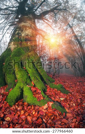 Early morning in the forest after a heavy storm and rain. Forest fog lights, gold and silver rays of the sun illuminate the ancient trunks of beeches and fir trees, beautiful scenic fall colors