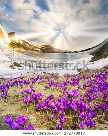 In the Ukrainian Carpathians among alpine meadows at a high altitude lake Nesamovyte Montenegro is located where the end of May the snow melts and grows a lot of beautiful crocus delicate