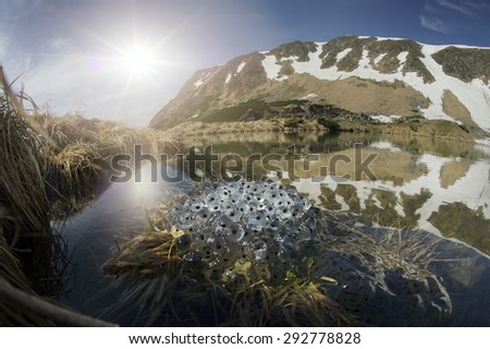 In the Ukrainian Carpathians among alpine meadows at a high altitude lake Berbeneskul Montenegro is located where the end of May the snow melts and frogs toads breed in the icy cold water
