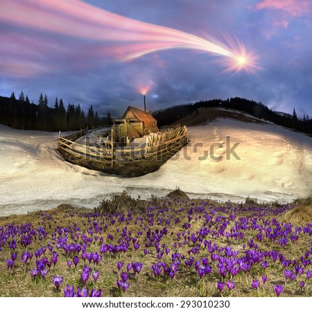 Ukraine - Black Mountain, Goverla, Petros grow wild crocuses - crocuses, when the snow melts and becomes warmer - in April. Shepherds House, where they come in the summer to graze cattle and sheep.