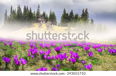 High in Ukraine - Black Mountain, Goverla, Petros grow wild crocuses - crocuses, when the snow melts  becomes warmer - in April. Shepherds House, where they come in  summer to graze cattle and sheep.