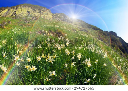 High in the mountains of the Alps Marmarosh grow rare wild daffodils, when the snow melts and becomes teplee- in June. Near a lot of stones, moss, and at the same time blooming rhododendrons
