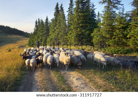 Ukraine, Vorohta- July 27, 2015: High in the mountains of the shepherds graze sheep in the midst of the Carpathians. The herd is on a rural road on the background peaks in the mountain pasture