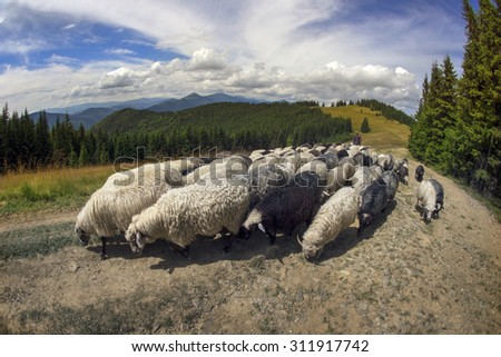 Ukraine, Vorohta- July 27, 2015: High in the mountains of the shepherds graze sheep in the midst of the Carpathians. The herd is on a rural road on the background peaks in the mountain pasture