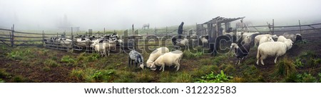 Ukraine, Vorohta- July 28, 2015: High in the mountains of the shepherds of the Carpathians - Hutsuls milk sheep. Special paddock with shelter for people.Sheep licking salt