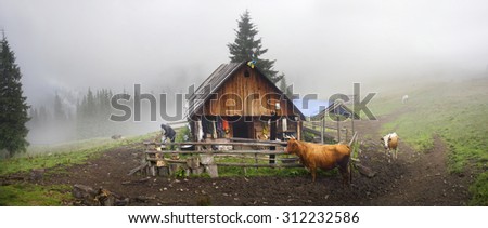 Ukraine, Vorohta- July 28, 2015:House herders of sheep, cows and horses in the fog. The house cook cheese, dried mushrooms,  People live here summer- only three months until the cattle on the meadow.
