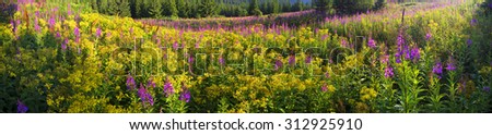 In summer, in July, in the Carpathian Mountains of Montenegro under the beautiful flowers bloom - willow-herb. On meadows above the forest after the rain mist, giving the magic charm of dawn