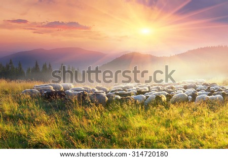 Ukraine, Vorohta. High in the mountains at sunset shepherds graze cattle among the panorama of wild forests and fields of the Carpathians. Sheep provide wool, milk and meat for agriculture