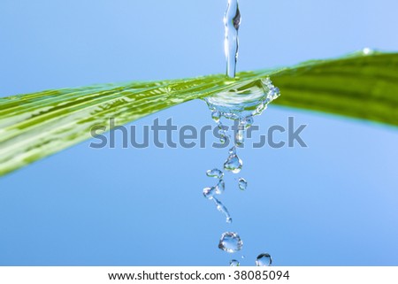 The drop of water dripped in a leaf of fresh green.