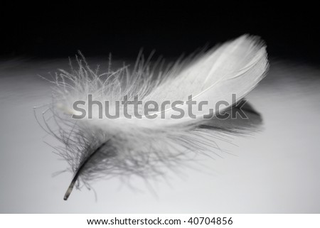 A white soft feather on the table.