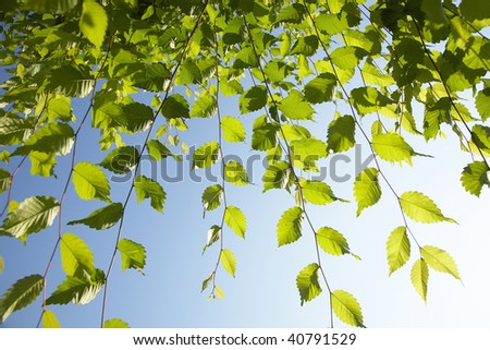 The fresh green bathed in sunlight through the leaves of trees.