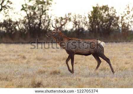 Deer with beautiful horns in the steppe