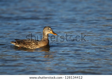Portrait of a females of duck on the water-2