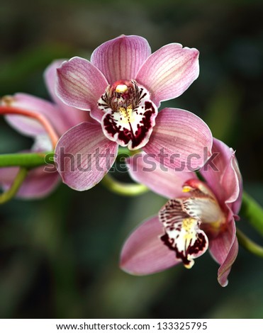 Close-up of pink orchid with white in the center of the center a