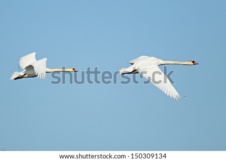Two swans in flight