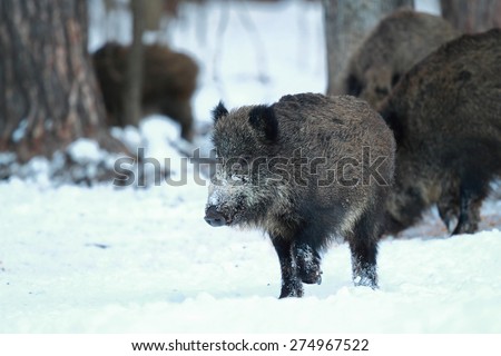 Young wild boar running on the snow in a forest