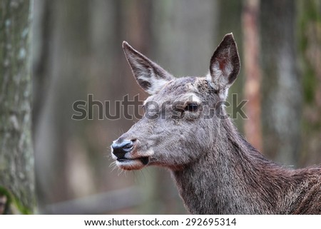 Close portrait of a deer in the forest in the rain
