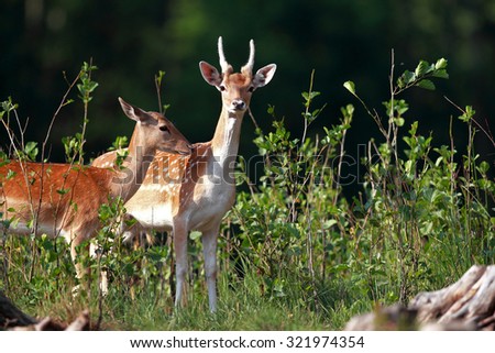 Young male deer with beautiful horns with female