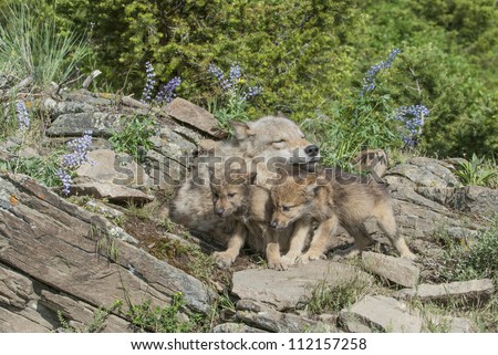 Gray wolf with twin cubs. Montana