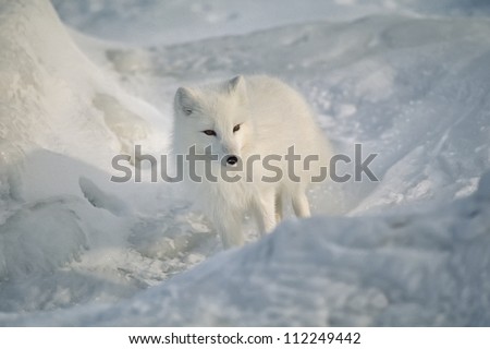 Arctic fox in Canadian Arctic