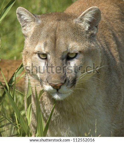Cougar portrait with a long telephoto lens