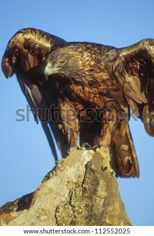 Golden eagle landing on rock pinnacle