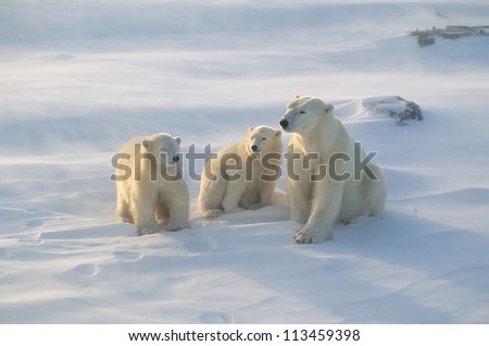 Polar bear with her cubs, blowing snow in strong wind