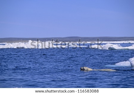 Polar bear swimming between ice floes. Wager Bay Canadian Arctic
