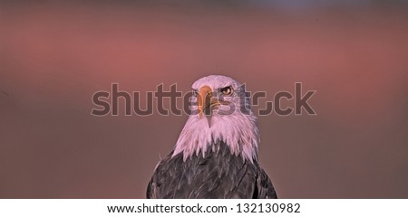 Bald eagle head shot with a telephoto lens
