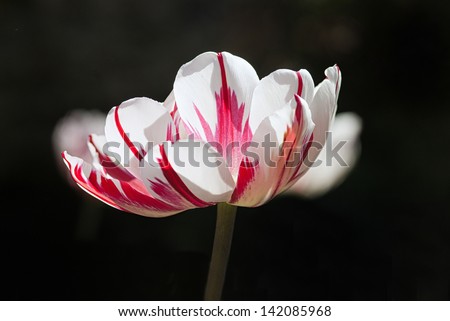Red white tulip agaist black background