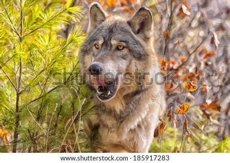 Wolf staring from forest