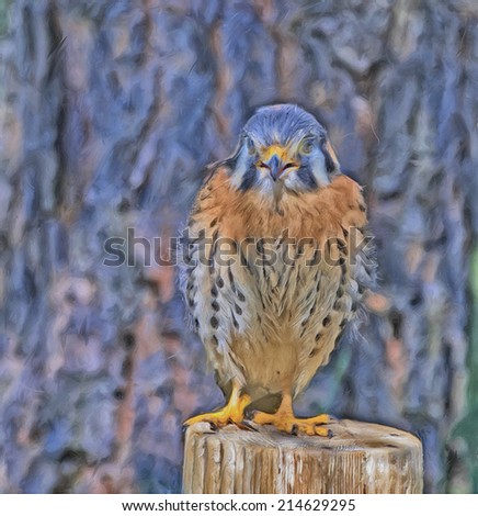 Oil painting of young American kestrel on roost