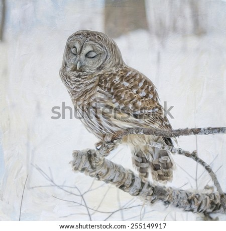 Barred owl in winter, digital oil painting