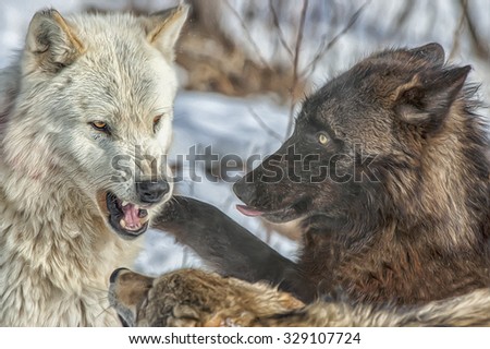 Close up of wolf pack behavior,photo art